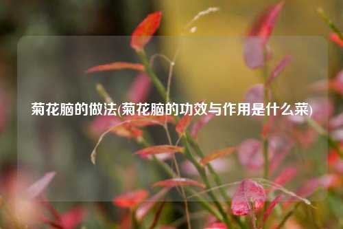 菊花脑的做法(菊花脑的功效与作用是什么菜)